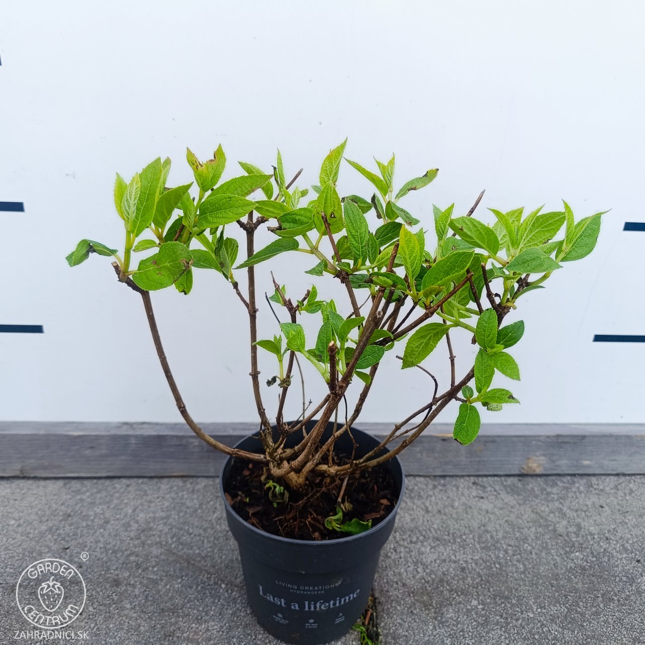 Obrázok Hortenzia metlinatá (Hydrangea paniculata) ´LIVING PINKY PROMISE´® by LIVING CREATIONS´® - výška 40-60 cm, kont. C2L